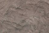 Ordovician Trilobite Mortality Plate (Pos/Neg) - Morocco #218669-4